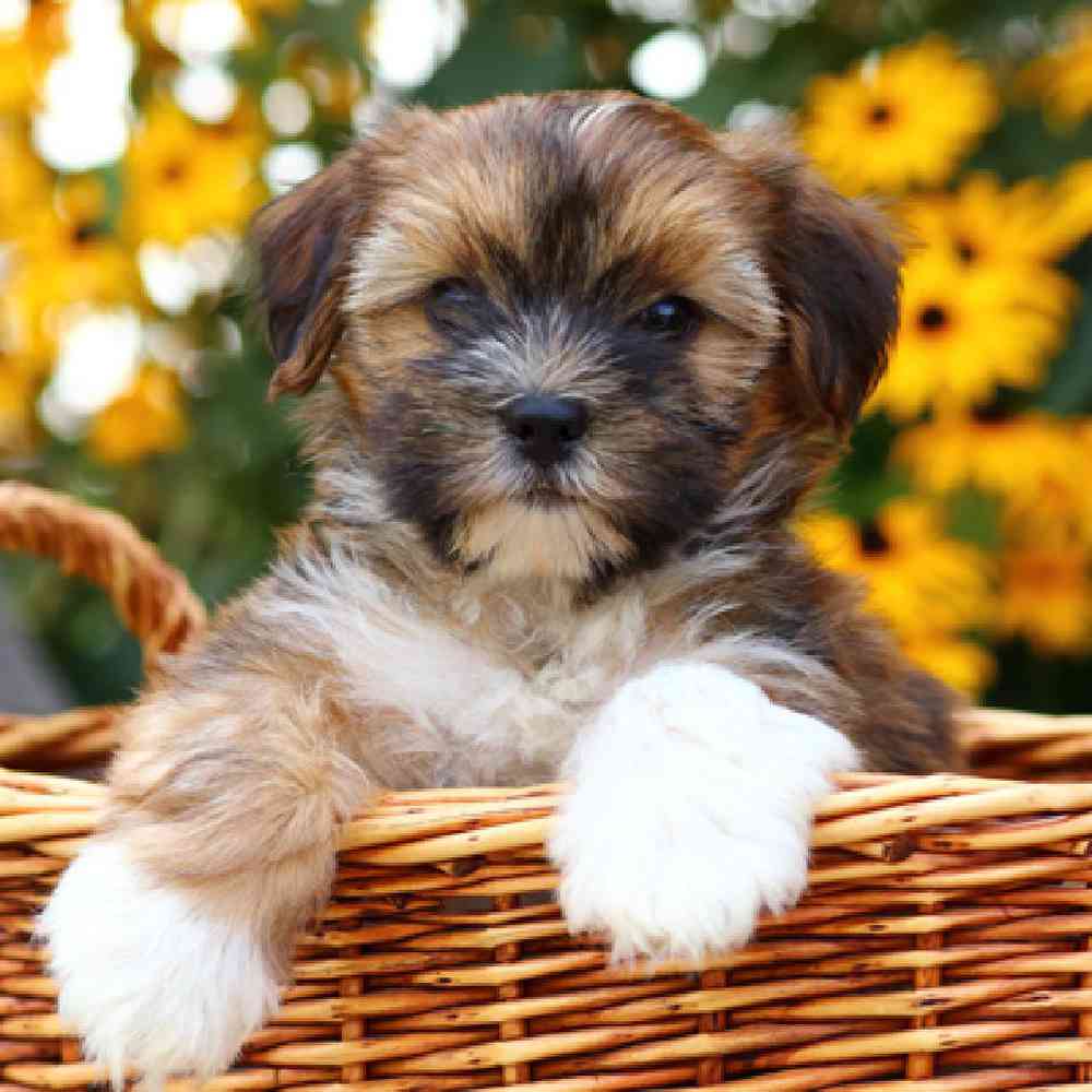 Teacup shorkies for best sale sale
