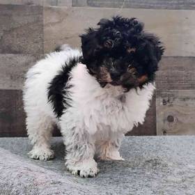 Bichon-Poodle