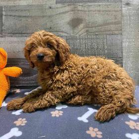 Cavapoo