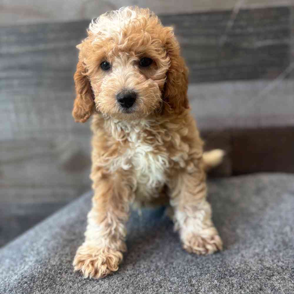 pet breed image