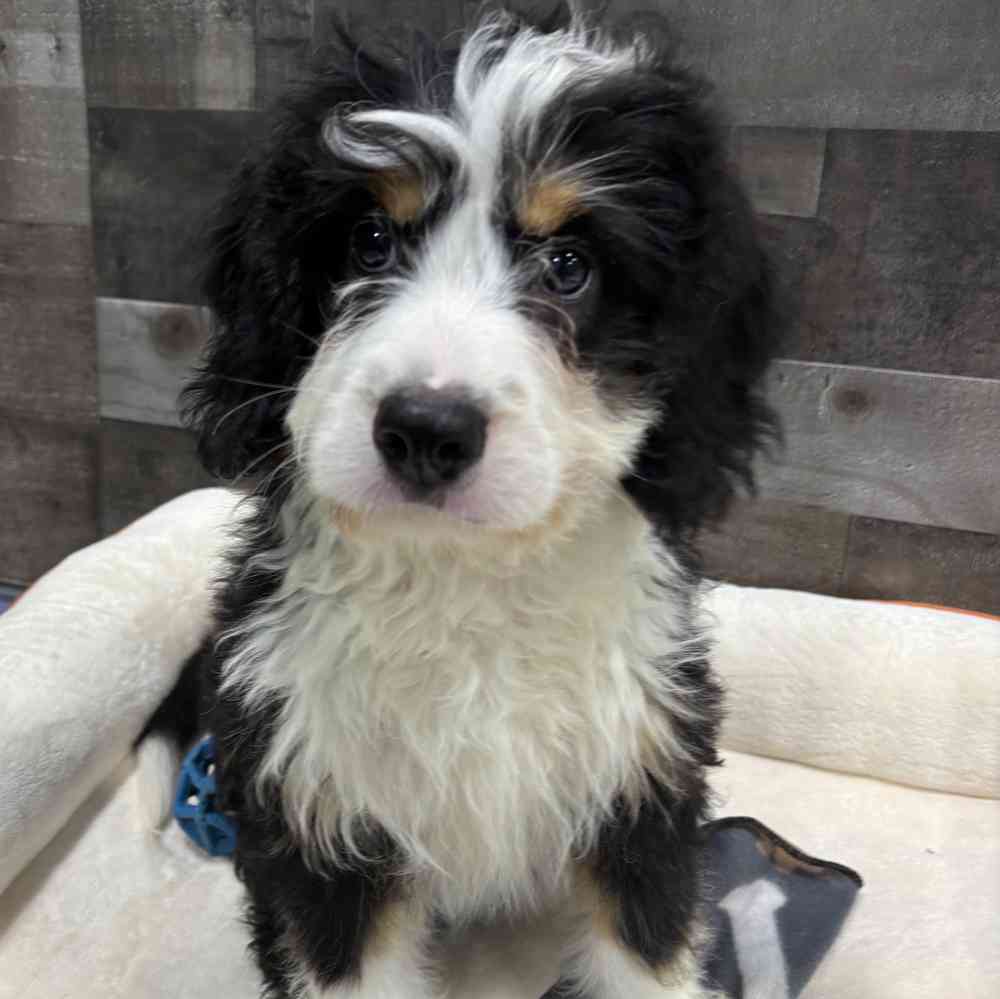Murphy