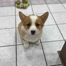 Pembroke Welsh Corgi