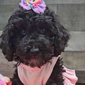 Mini Bernedoodle