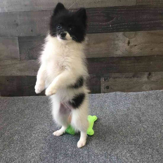 Miso