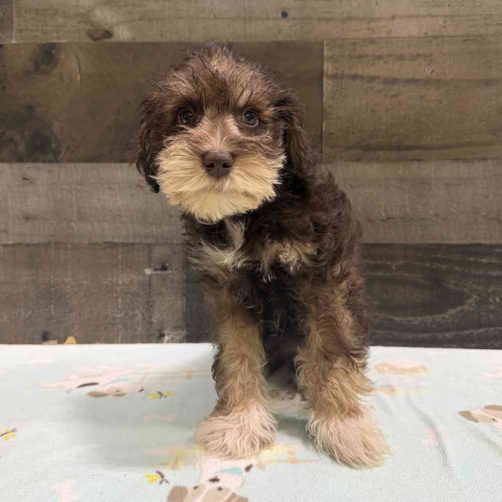 Image of a pet breed in the gallery
