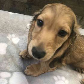 Dachshund