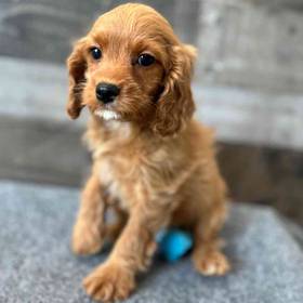 Cavapoo