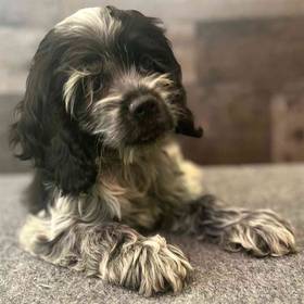 Cocker Spaniel