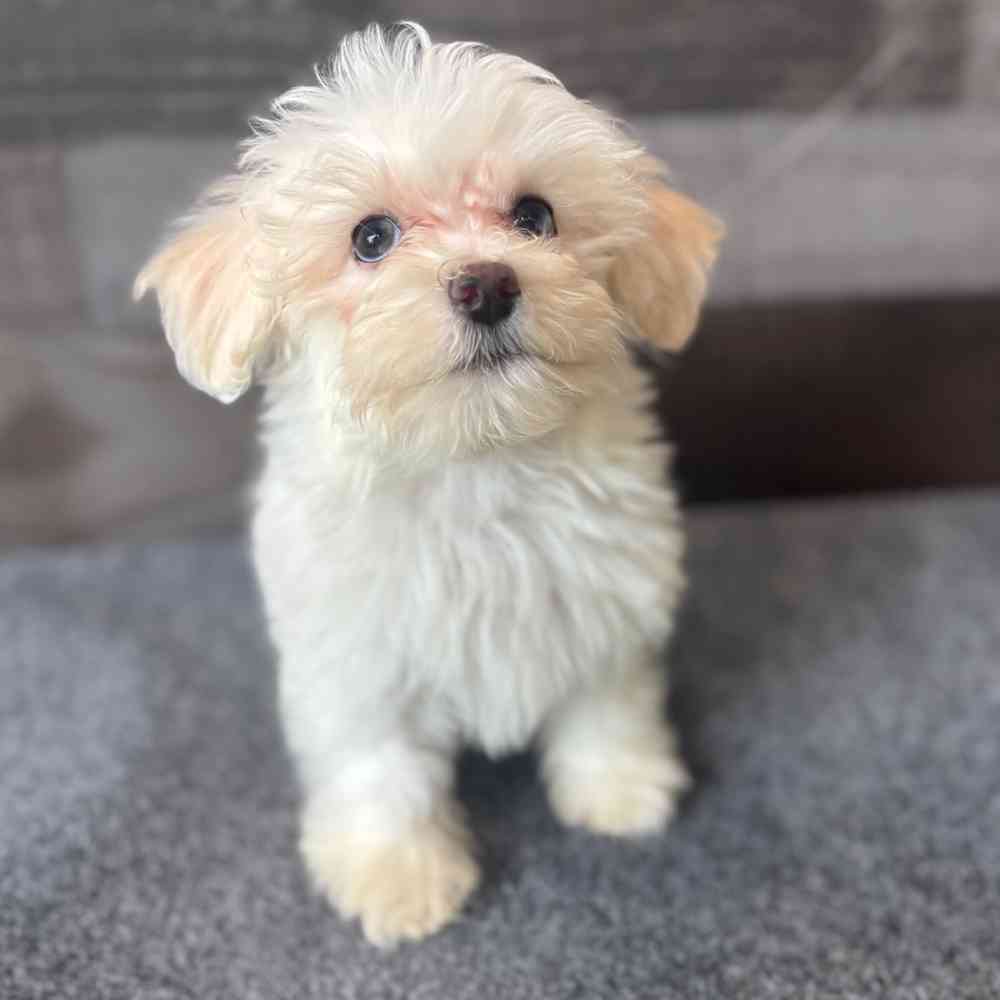 Image of a pet breed in the gallery