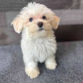 Maltipoo