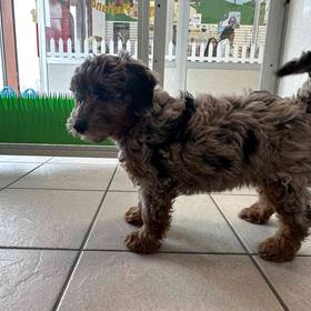 Mini Newfy Poo