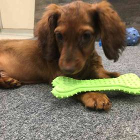 Dachshund