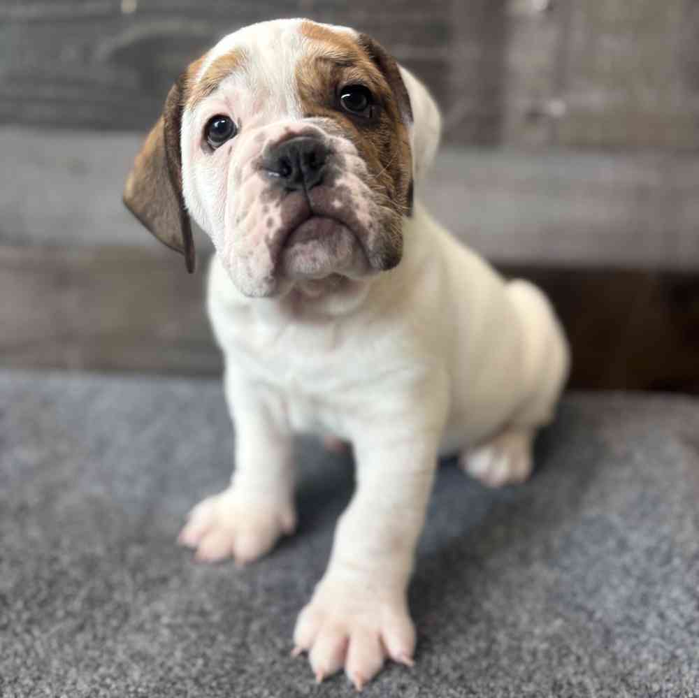 pet breed image