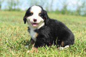 Bernese Mountain Dog
