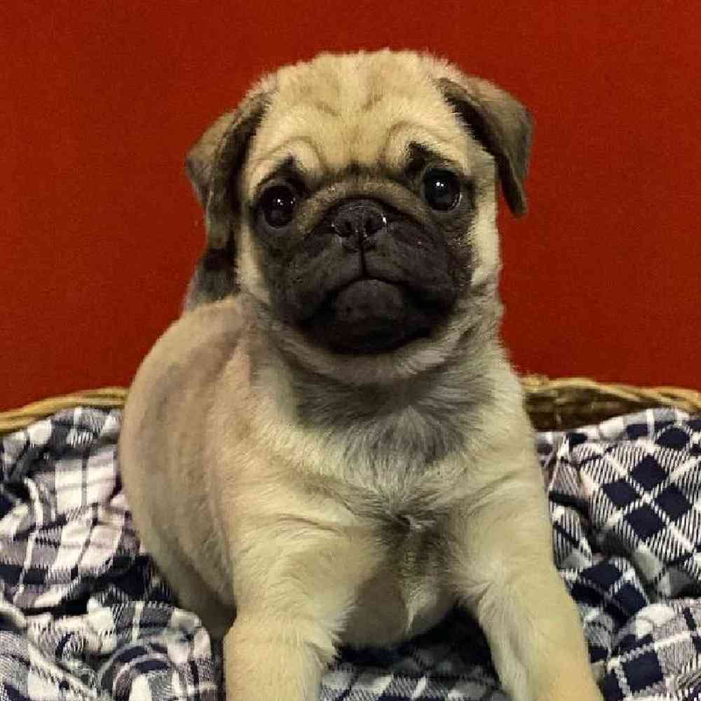 Female Pug Puppy for sale