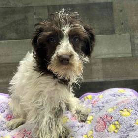 Mini Schnauzer