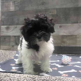 Shih Tzu-Bichon