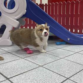 Pembroke Welsh Corgi