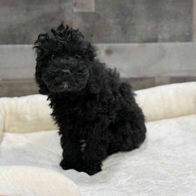 Mini Poodle