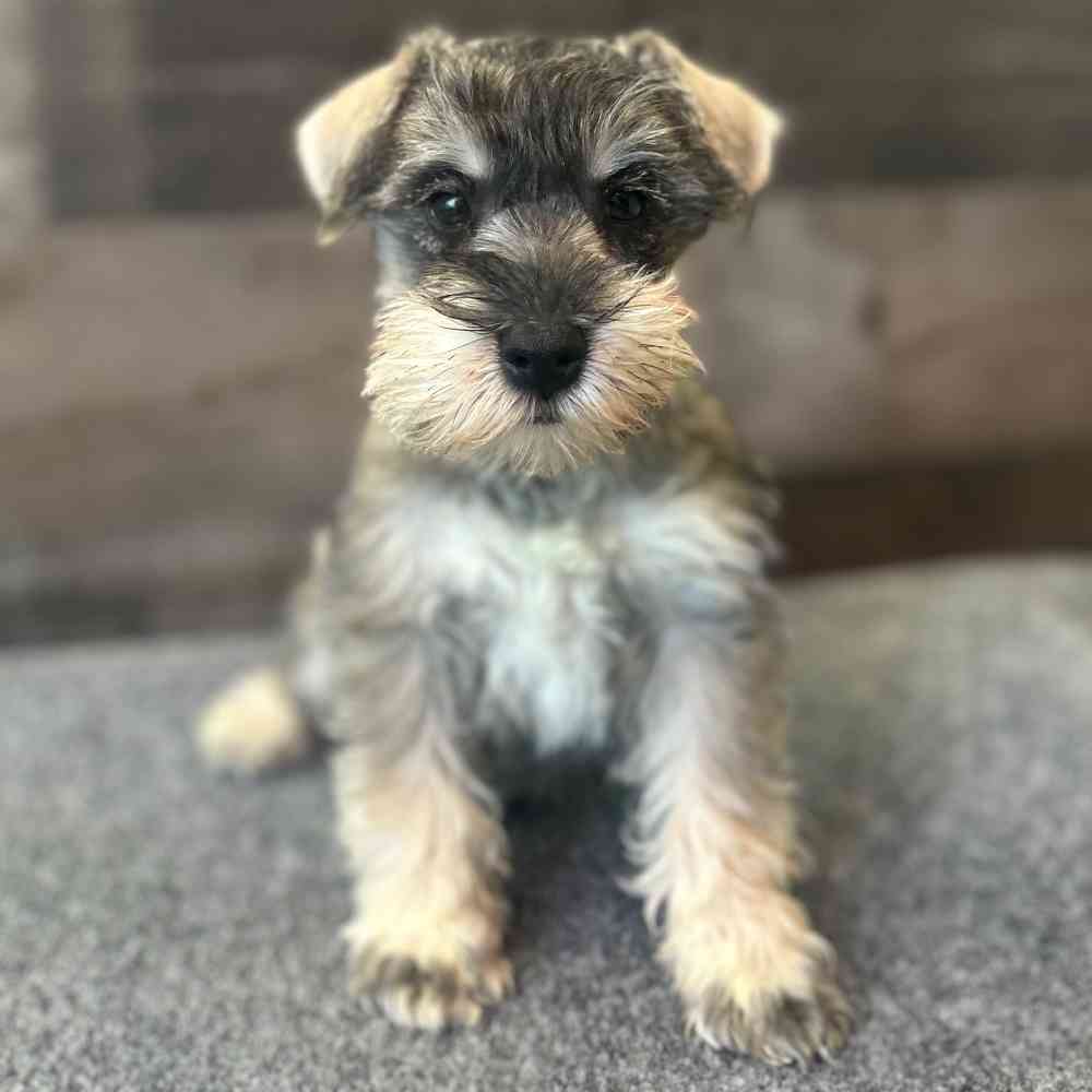 Image of a pet breed in the gallery