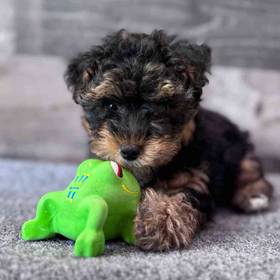Yorkie-Poo