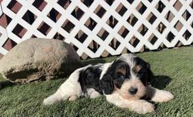 Cavapoo