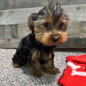 Yorkie