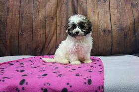 Havanese