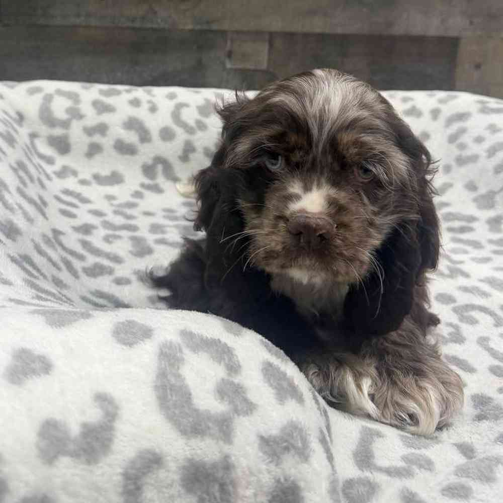 pet breed image