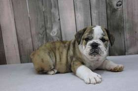 Bulldoggle