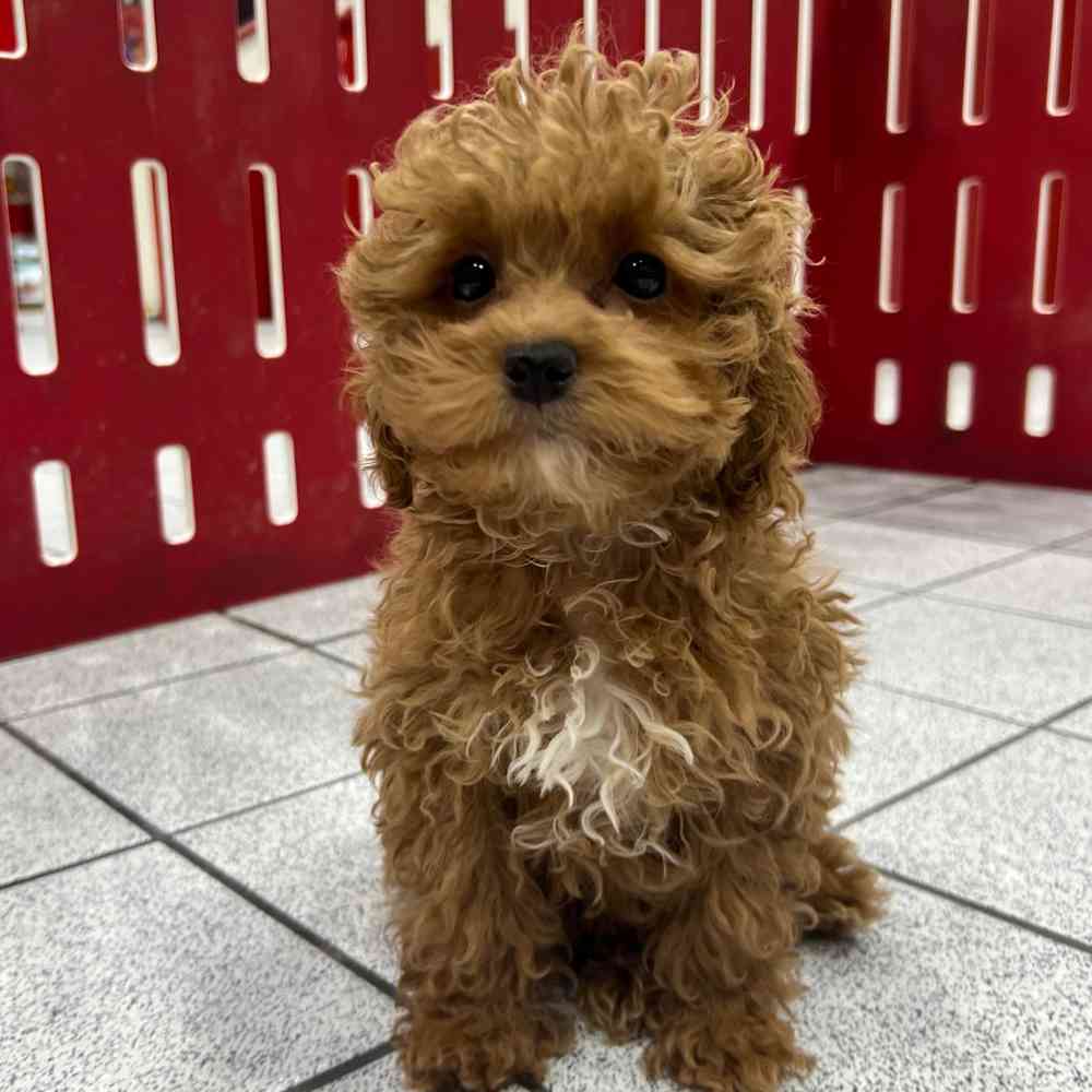 Information on Coton Poodle Puppies for Sale in Michigan