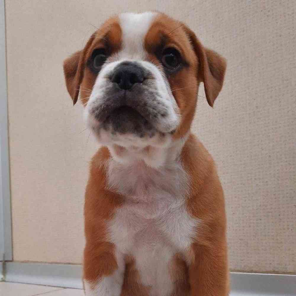 Female Bulldoggle Puppy for sale