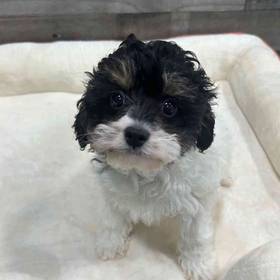 Cavapoo