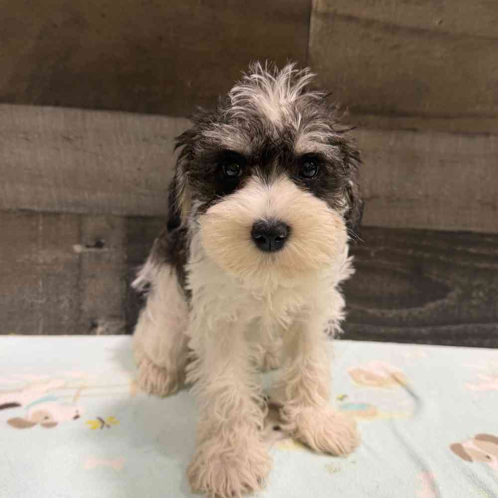 pet breed image