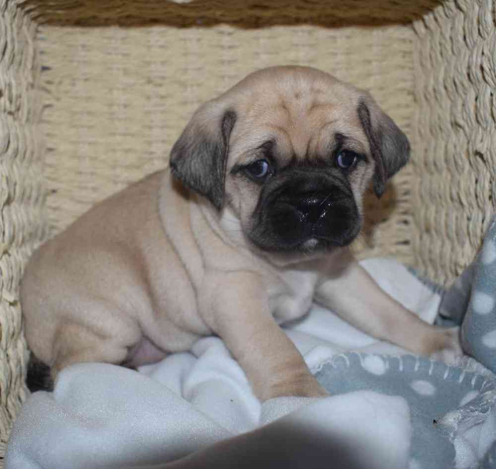 Female Puggle Puppy for sale