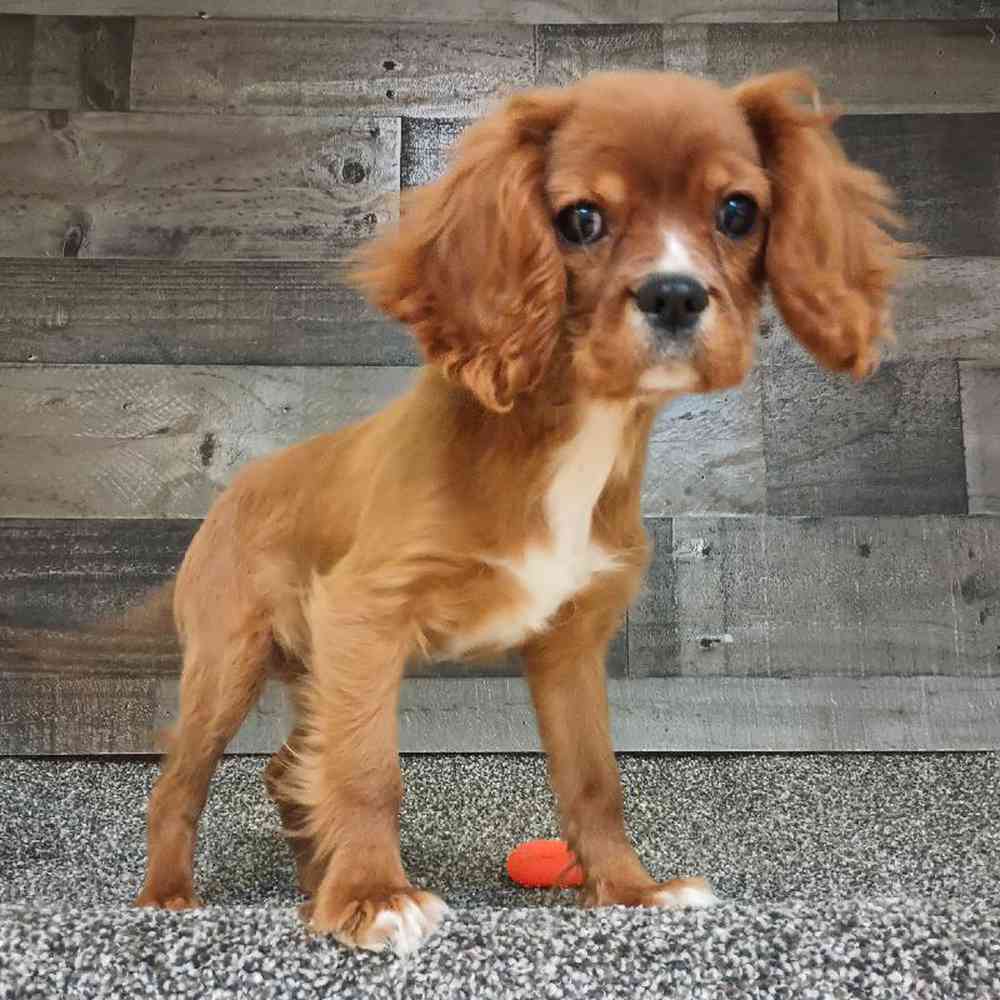 Male Cavalier King Charles Spaniel Puppy for Sale in Troy, MI