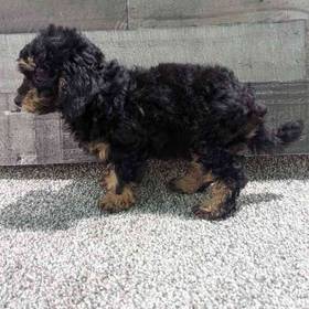 Mini Poodle