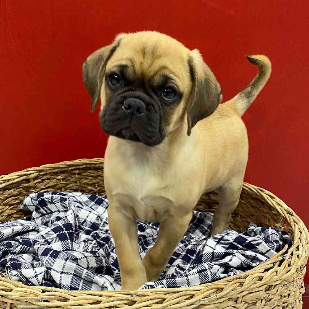 Male Puggle (F2) Puppy for sale