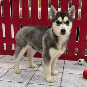 Siberian Husky UNREG