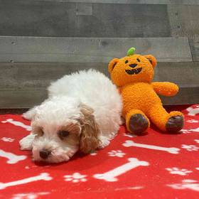 Mini Poodle