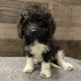 Cavapoo
