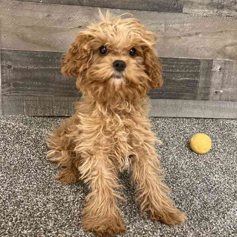 Star, Female Cavapoo Puppy for sale in Flint