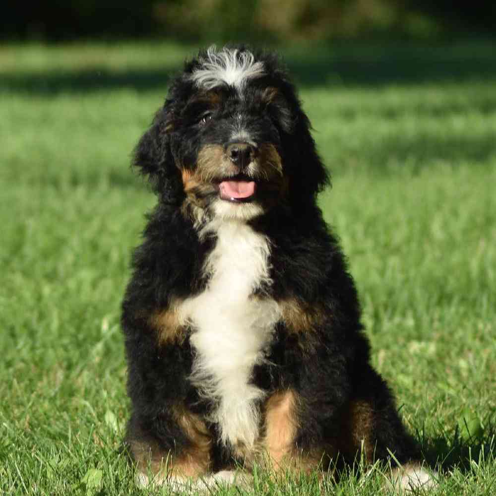 Male Mini Bernedoodle Puppy for sale