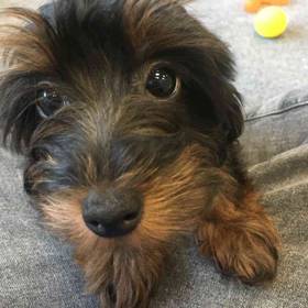 Yorkie-Poo