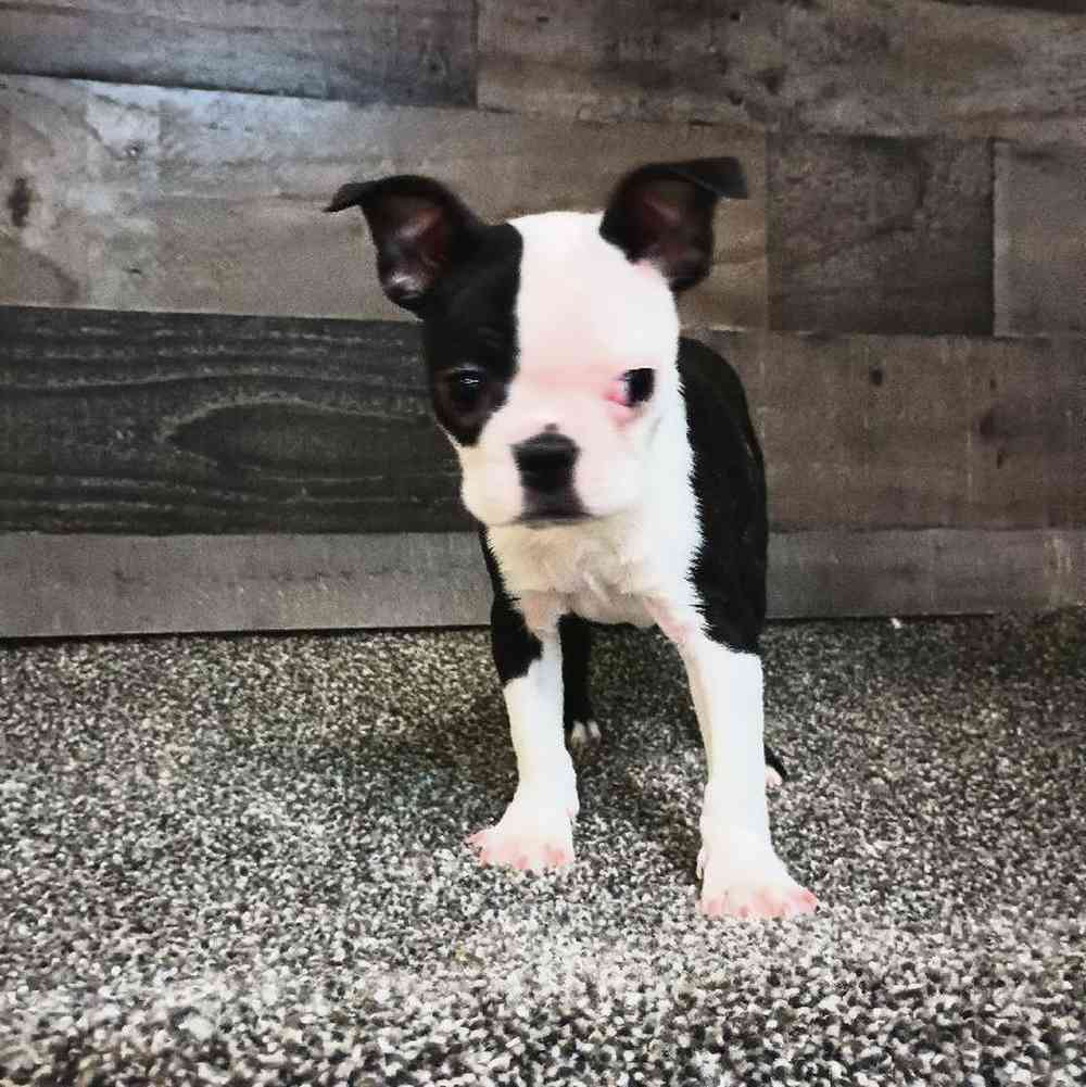 Image of a pet breed in the gallery