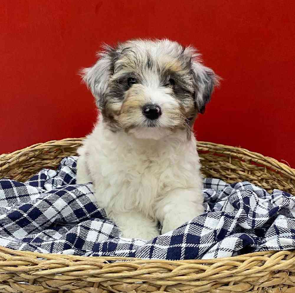 Female Sheltie-Mini Poodle Puppy for sale