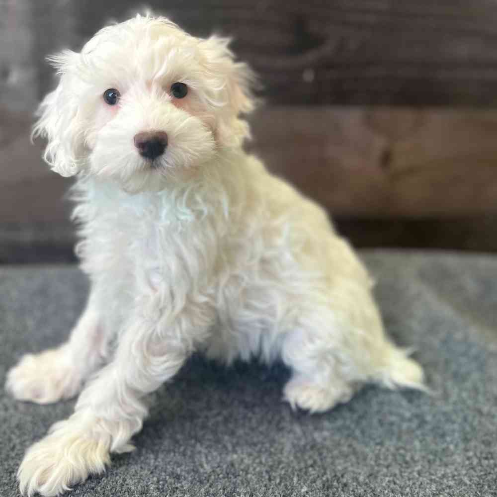 Image of a pet breed in the gallery