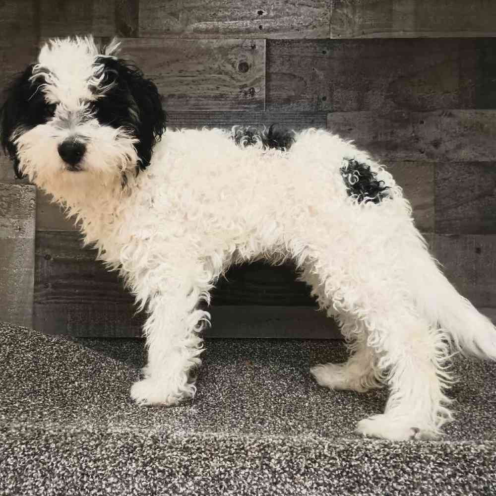 Male Mini Bernedoodle Puppy for Sale in Troy, MI