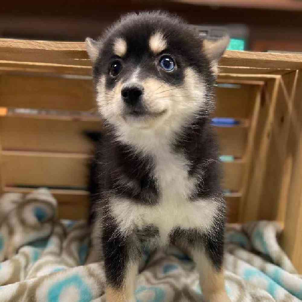 Female Pomsky Puppy for sale
