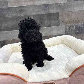 Mini Poodle